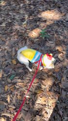 勝間大輝ブリーダーからお迎えしたチワワ(スムース)：マミーちゃん