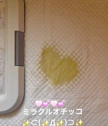 渡邊舞ブリーダーからお迎えしたマルズー(マルチーズ×シーズー)：華  はなちゃん