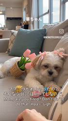 渡邊舞ブリーダーからお迎えしたマルズー(マルチーズ×シーズー)：華  はなちゃん