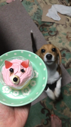 渋沢廣ブリーダーからお迎えしたビーグル：リリーちゃん