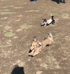 今井恵美ブリーダーからお迎えしたミニチュアダックスフンド(ロング)：うとくん