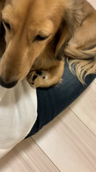 今井恵美ブリーダーからお迎えしたミニチュアダックスフンド(ロング)：うとくん