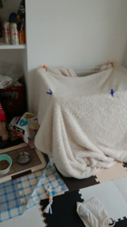 松原智子ブリーダーからお迎えしたボストンテリア：Rhinoくん