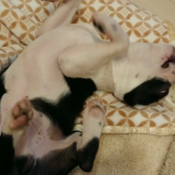 松原智子ブリーダーからお迎えしたボストンテリア：Rhinoくん