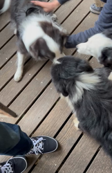 土生善一ブリーダーからお迎えしたボーダーコリー：Jackくん