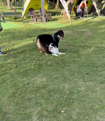 土生善一ブリーダーからお迎えしたボーダーコリー：Jackくん