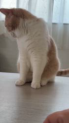 権田昌弘ブリーダーからお迎えしたスコティッシュフォールド：ワタベタロウくん