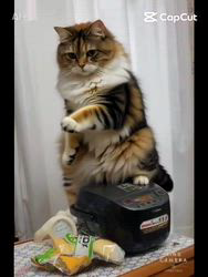 山口修広ブリーダーからお迎えしたスコティッシュフォールド：プリンちゃん