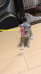 津田静香ブリーダーからお迎えしたベンガル：つららくん