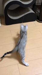 津田静香ブリーダーからお迎えしたベンガル：つららくん