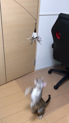 津田静香ブリーダーからお迎えしたベンガル：つららくん
