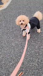 豊田恵美ブリーダーからお迎えしたトイプードル：琉那(るな）ちゃん