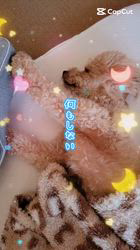 豊田恵美ブリーダーからお迎えしたトイプードル：琉那(るな）ちゃん