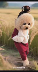 豊田恵美ブリーダーからお迎えしたトイプードル：琉那(るな）ちゃん