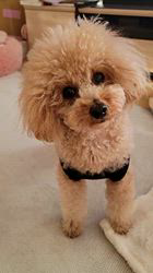 豊田恵美ブリーダーからお迎えしたトイプードル：琉那(るな）ちゃん