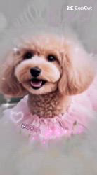 豊田恵美ブリーダーからお迎えしたトイプードル：琉那(るな）ちゃん