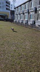 豊田恵美ブリーダーからお迎えしたトイプードル：琉那(るな）ちゃん