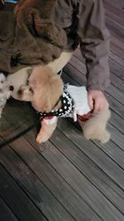 豊田恵美ブリーダーからお迎えしたトイプードル：琉那(るな）ちゃん