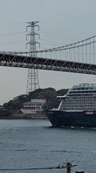 豊田恵美ブリーダーからお迎えしたトイプードル：琉那(るな）ちゃん