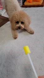 豊田恵美ブリーダーからお迎えしたトイプードル：琉那(るな）ちゃん