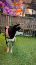 長岡靖浩ブリーダーからお迎えした柴犬：撫子(なでしこ)ちゃん