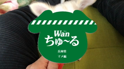 楠本美子ブリーダーからお迎えしたチワワ(ロング)：マメ太郎くん