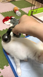楠本美子ブリーダーからお迎えしたチワワ(ロング)：マメ太郎くん