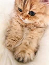 清洋一ブリーダーからお迎えしたペルシャ(チンチラ)：ハニーちゃん