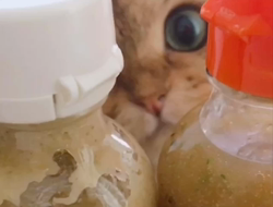 清洋一ブリーダーからお迎えしたペルシャ(チンチラ)：ハニーちゃん