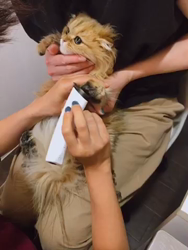 清洋一ブリーダーからお迎えしたペルシャ(チンチラ)：ハニーちゃん