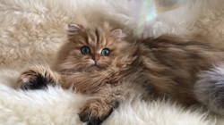 清洋一ブリーダーからお迎えしたペルシャ(チンチラ)：ハニーちゃん