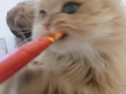 清洋一ブリーダーからお迎えしたペルシャ(チンチラ)：ハニーちゃん