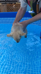 市村里実ブリーダーからお迎えしたミックス(ペキチワ )：覇王(ハオ)くん