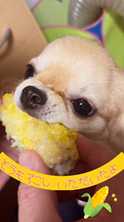 市村里実ブリーダーからお迎えしたミックス(ペキチワ )：覇王(ハオ)くん