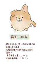 市村里実ブリーダーからお迎えしたミックス(ペキチワ )：覇王(ハオ)くん
