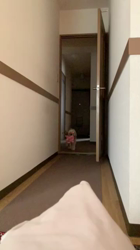 高橋純ブリーダーからお迎えしたミックス(プードル×アメリカンコッカー)：ノアちゃん