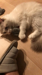 佐久間恵子ブリーダーからお迎えしたラグドール：穂太郎くん