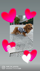 小林麻美ブリーダーからお迎えしたカニンヘンダックスフンド(ロング)：小太郎くん