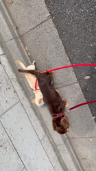 中嶋威勇治ブリーダーからお迎えしたチワワ(スムース)：ハルちゃん