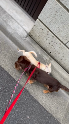 中嶋威勇治ブリーダーからお迎えしたチワワ(スムース)：ハルちゃん