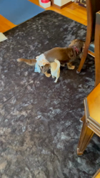 中嶋威勇治ブリーダーからお迎えしたチワワ(スムース)：ハルちゃん