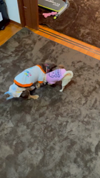 中嶋威勇治ブリーダーからお迎えしたチワワ(スムース)：ハルちゃん