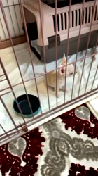 中嶋威勇治ブリーダーからお迎えしたチワワ(スムース)：ハルちゃん