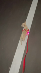 中嶋威勇治ブリーダーからお迎えしたチワワ(スムース)：ハルちゃん