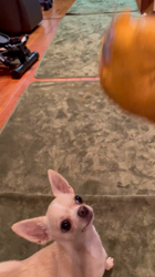 中嶋威勇治ブリーダーからお迎えしたチワワ(スムース)：ハルちゃん