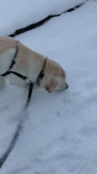 池田洋子ブリーダーからお迎えしたラブラドールレトリバー：ホープくん