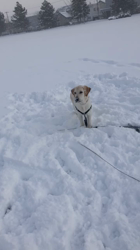 池田洋子ブリーダーからお迎えしたラブラドールレトリバー：ホープくん