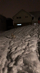 池田洋子ブリーダーからお迎えしたラブラドールレトリバー：ホープくん