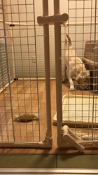 池田洋子ブリーダーからお迎えしたラブラドールレトリバー：ホープくん