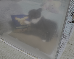 今村哲治ブリーダーからお迎えしたチワワ(ロング)：リオンちゃん